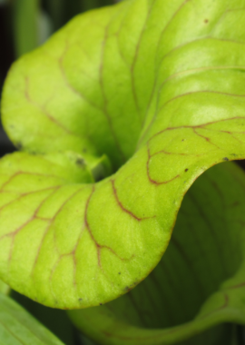 Sarracenia flava var. ornata {Holley}