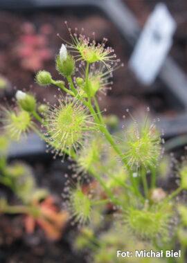 Drosera hookeri {Conara Junction, Tas.}