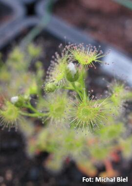 Drosera hookeri {Conara Junction, Tas.}
