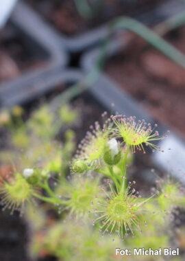 Drosera hookeri {Conara Junction, Tas.}