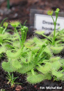 Drosera hookeri {Lake Eildon, Vic.}