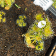 Drosera hookeri {Braidwood, NSW.}