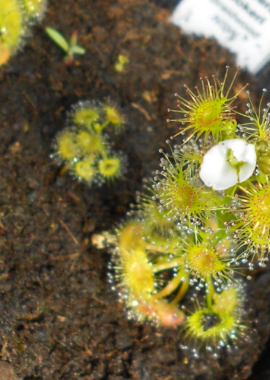 Drosera hookeri {Braidwood, NSW.}