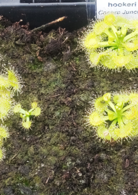 Drosera hookeri {Conara Junction, Tas.}