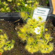 Drosera hookeri {Conara Junction, Tas.}