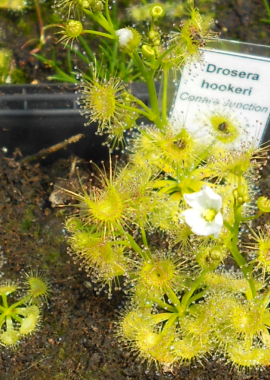 Drosera hookeri {Conara Junction, Tas.}