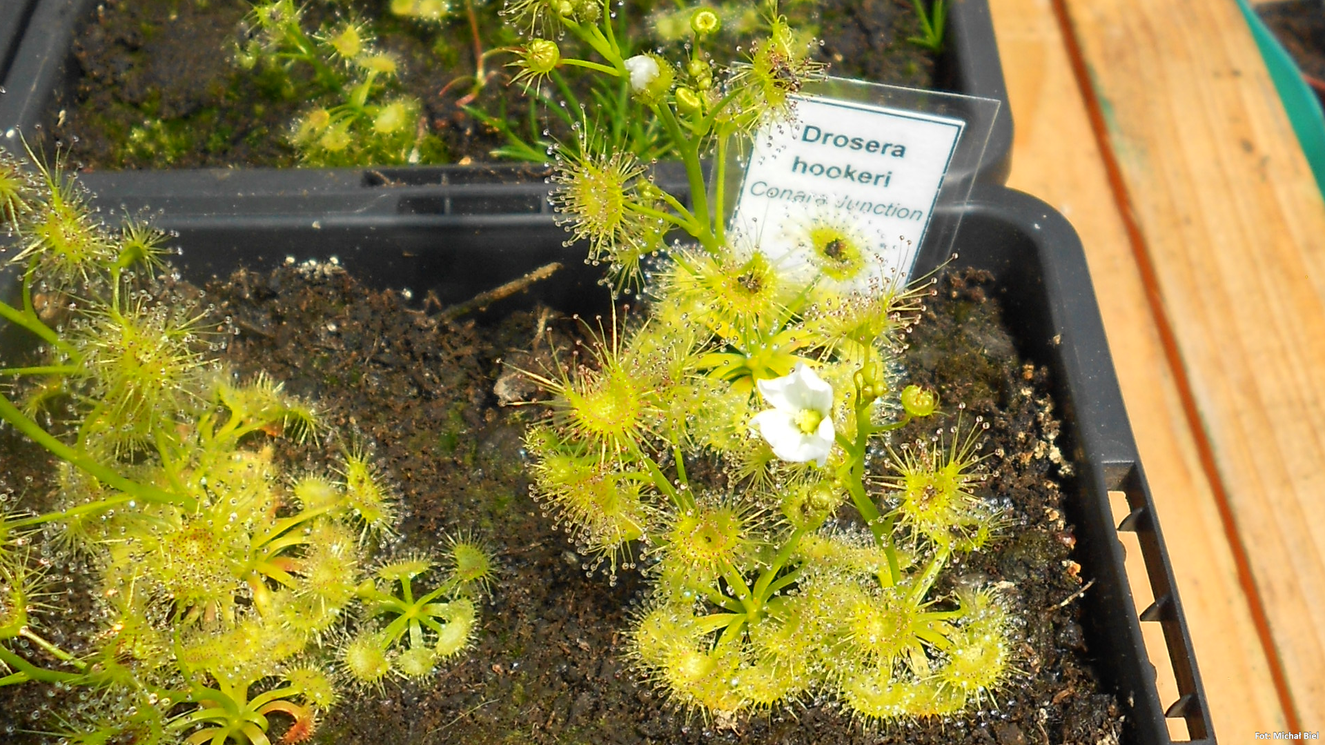 Drosera hookeri {Conara Junction, Tas.}