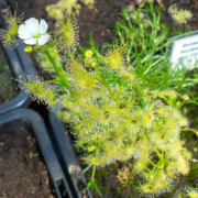 Drosera hookeri {Lake Eildon, Vic.}