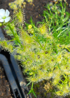 Drosera hookeri {Lake Eildon, Vic.}