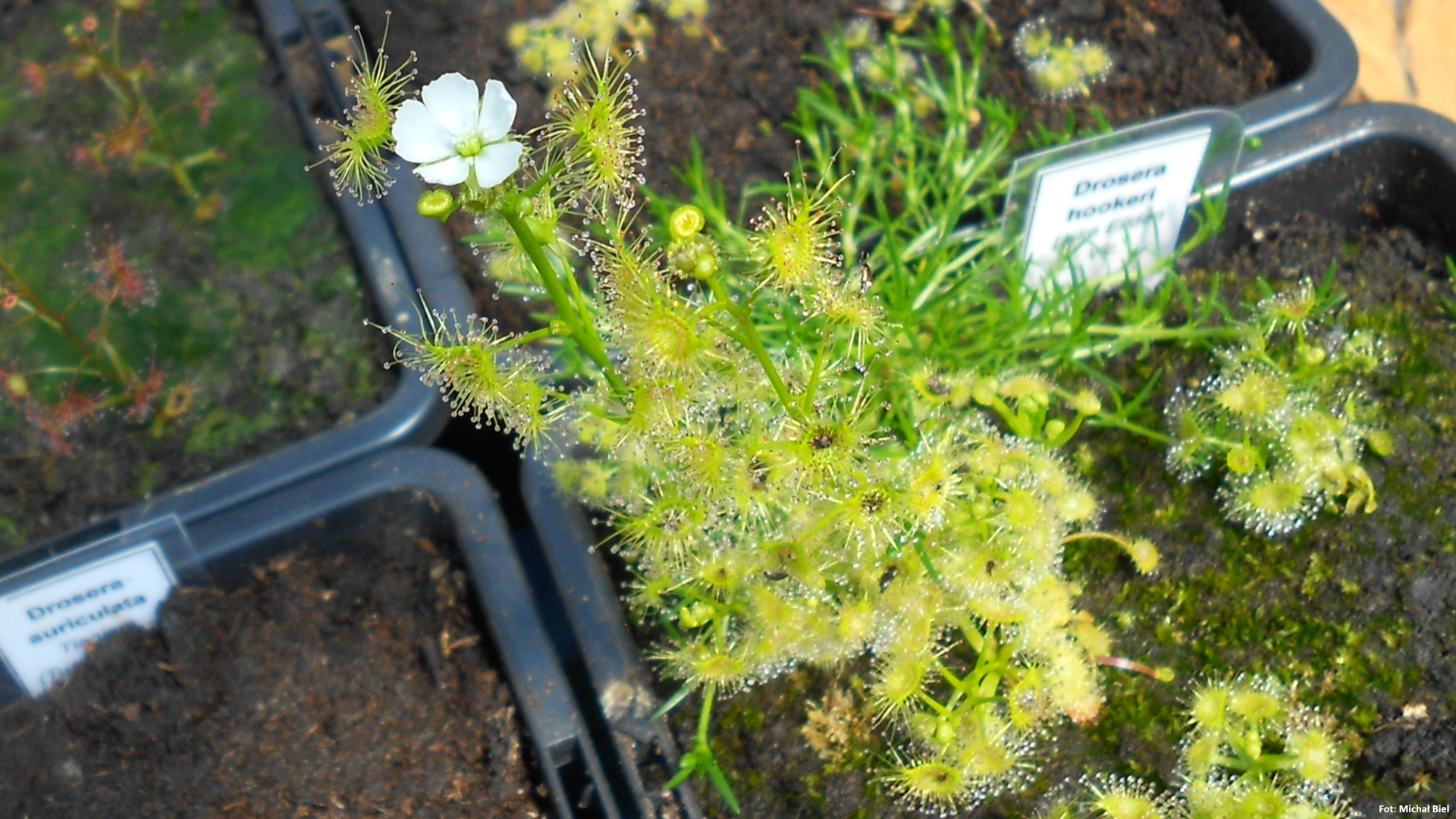 Drosera hookeri {Lake Eildon, Vic.}