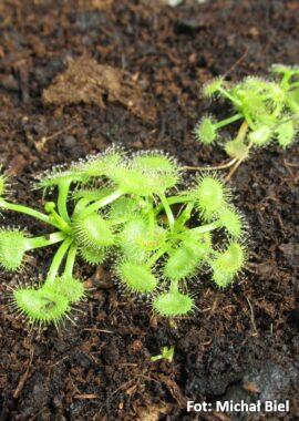 Drosera hookeri {Braidwood, NSW.}