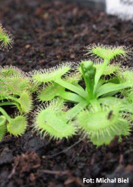 Drosera hookeri {Conara Junction, Tas.}