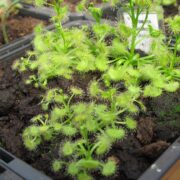 Drosera hookeri {Kuipto}
