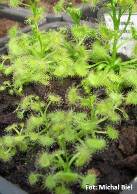 Drosera hookeri {Kuipto}