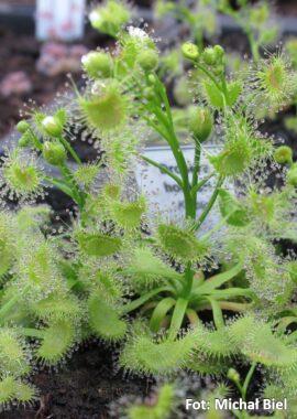 Drosera hookeri {Kuipto}