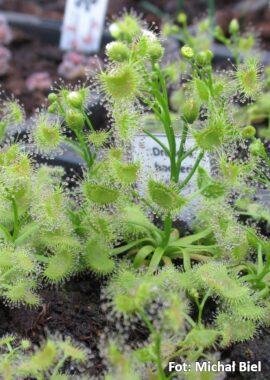 Drosera hookeri {Kuipto}