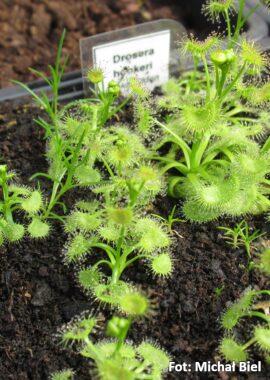 Drosera hookeri {Lake Eildon, Vic.}
