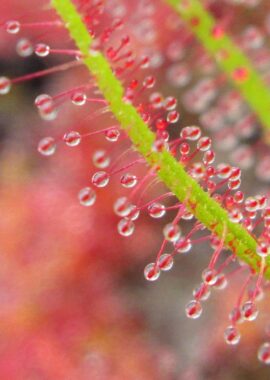 Drosera indica {Jacky Jacky}