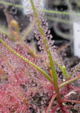 Drosera indica {Jacky Jacky}