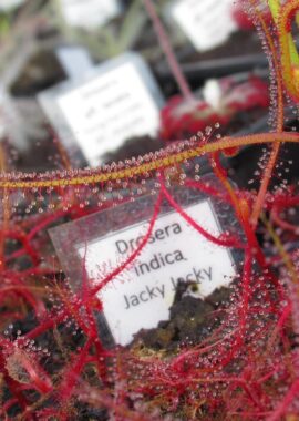 Drosera indica {Jacky Jacky}