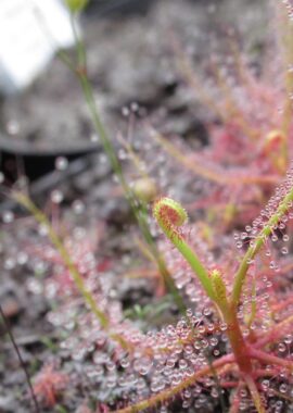 Drosera indica {Jacky Jacky}