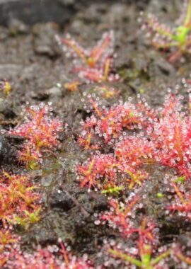 Drosera indica {Jacky Jacky}