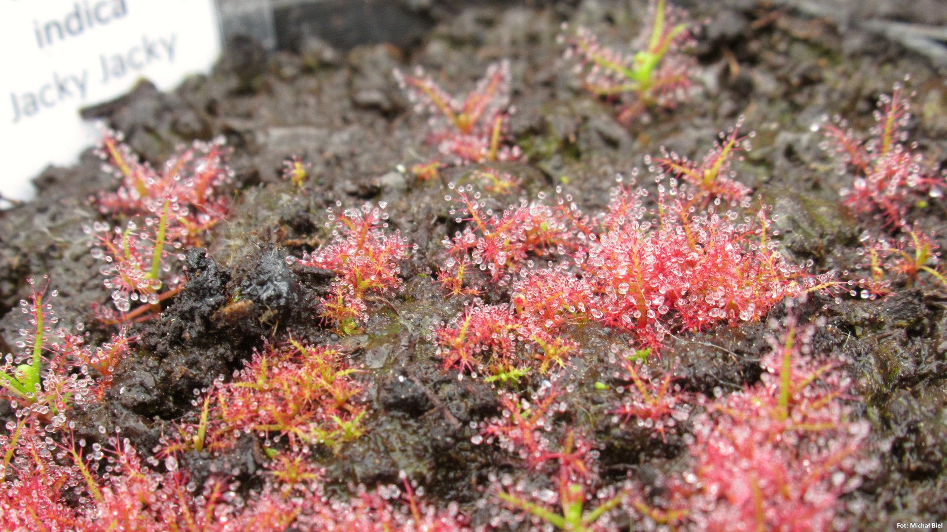 Drosera indica {Jacky Jacky}