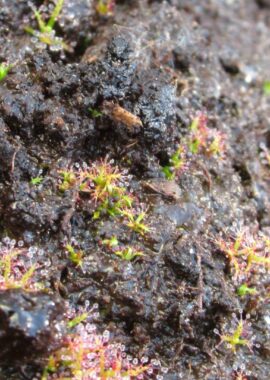 Drosera indica {Jacky Jacky}