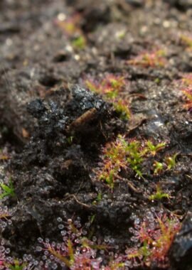 Drosera indica {Jacky Jacky}