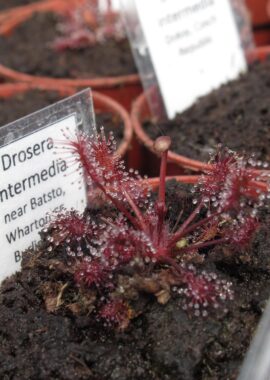 {near Batsto, Wharton SF, Burlington County, New Jersey, USA}