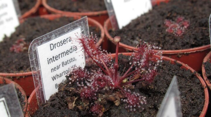 Drosera intermedia