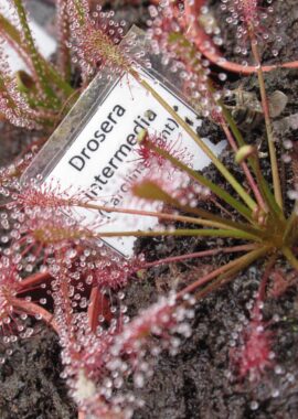 Drosera intermedia (Carolina Giant)