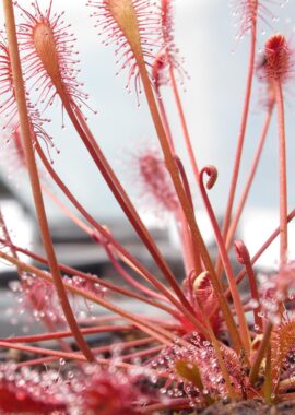 Drosera intermedia (Carolina Giant)
