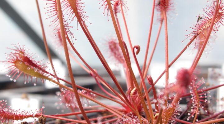 Drosera intermedia
