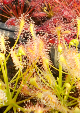 Drosera intermedia {North Carolina} (anthocyanin free)