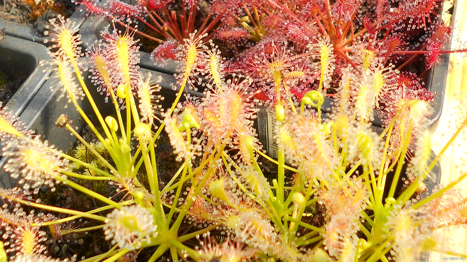 Drosera intermedia {North Carolina} (anthocyanin free)