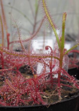 Drosera indica {Jacky Jacky}
