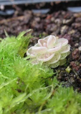 Pinguicula jaumavensis