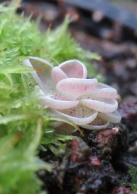 Pinguicula jaumavensis