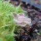 Pinguicula jaumavensis