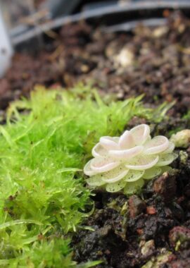 Pinguicula jaumavensis