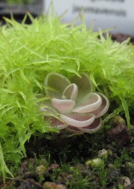 Pinguicula jaumavensis