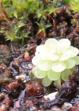 Pinguicula jaumavensis