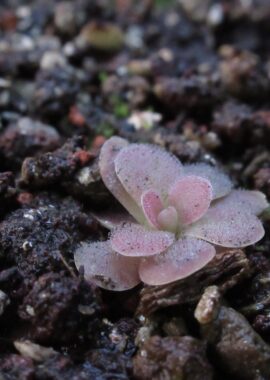 Pinguicula x 'Johanna’