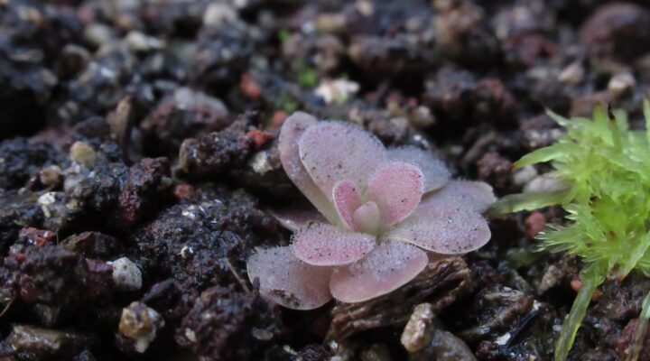 Pinguicula x 'Johanna’