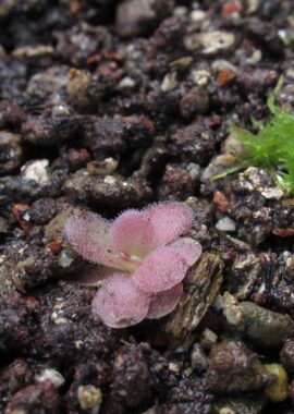 Pinguicula x 'Johanna’