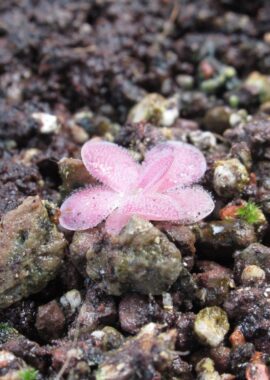 Pinguicula x 'Johanna’