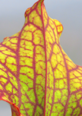 Sarracenia – 'C24 Biscuit’