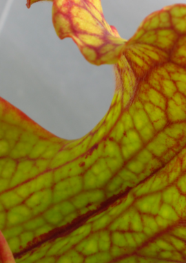 Sarracenia – 'C24 Biscuit’