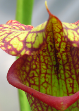 Sarracenia – 'C24 Biscuit’